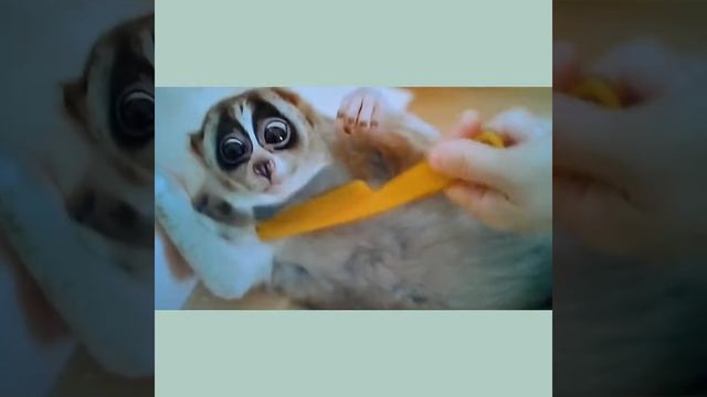 Самый милый лемур! смотреть онлайн