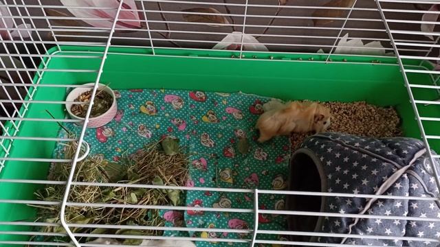 В каком домике живут Тоффи и Рафаэлка. смотреть онлайн