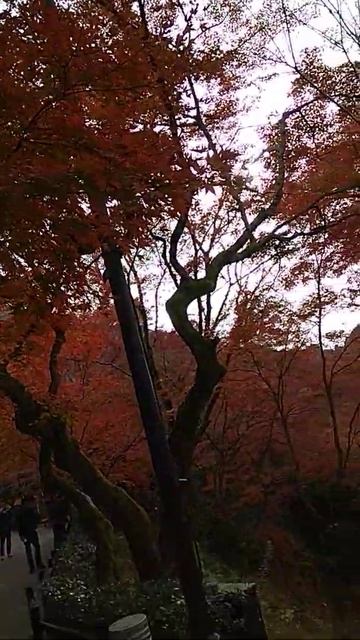 20171130 日本 京都 南禪寺 賞楓 VID 20171130 090241 смотреть онлайн