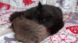 Black British Longhair Cat Prada and her chocolate daughter Umma