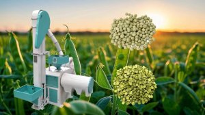 Машина для шелушения гороха Шелушение гороха