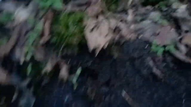 "Поиск и подготовка корней ландыша" смотреть онлайн