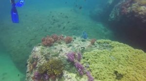 Scuba diving Oman gulf