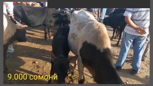 МОЛБОЗОРИ УЯЛИ НАРХИ ГОВИ ЗОЙДАГИ, БУКА АРЗОН ШИД😱, ГУНОЧИН, БУЗ, ХАР, МУРГ