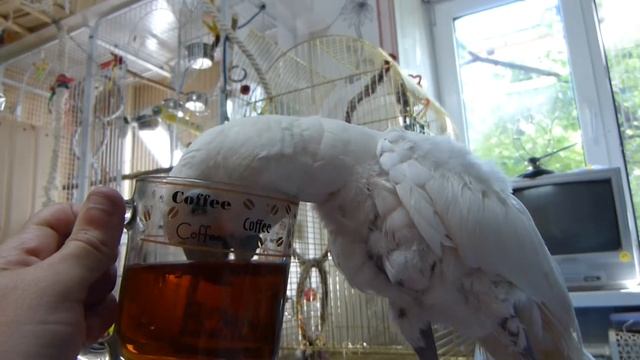 ЧАЙ И КОКОША