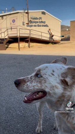 Skating from a dog POV #instagram #skateboarding #skate