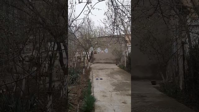 Сайроки Бедана УЙ Шароитида Бокиш Мана Бунака Булади