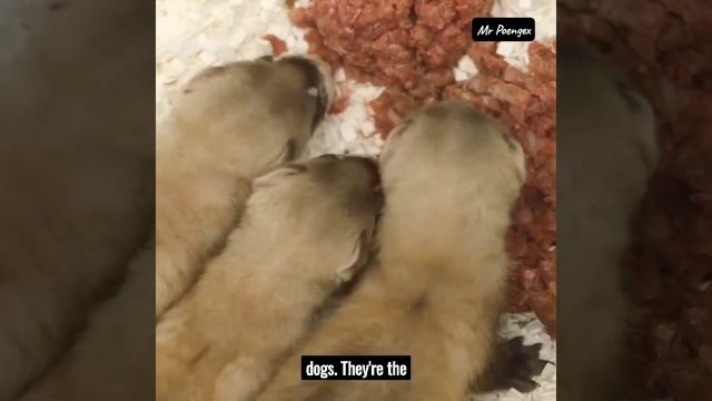 Black-footed ferret : From Extinction to Hope #endangeredspecies #ferret #blackfoot #animals смотреть онлайн