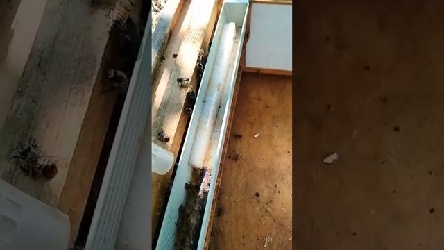 маточник кордован ч. 2, выпуск неплодной матки смотреть онлайн