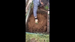 Ошибки при посадке голубики, как исправить. Пересаживаю Голубику.
