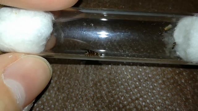 🐜🐜Mi primer hormiga reina capturada, (Linepithema humile o del género) 🐜🐜 смотреть онлайн