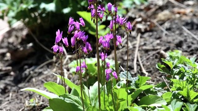 Hobson's Garden Episode 15 - Spring Flowers смотреть онлайн