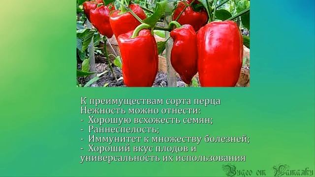 АКАДЕМИЯ НА ГРЯДКАХ. Сезон открыт.часть 1.