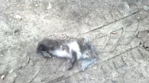 Убийство ежика