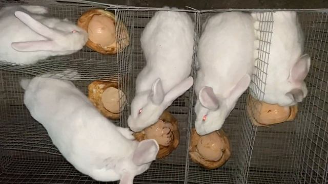 PS 100 & HYLA OPTIMA RABBITS EATING COCONUTS! смотреть онлайн