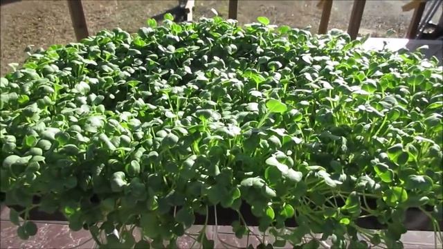 How to Grow Daikon Radish Microgreens the IHG Method смотреть онлайн