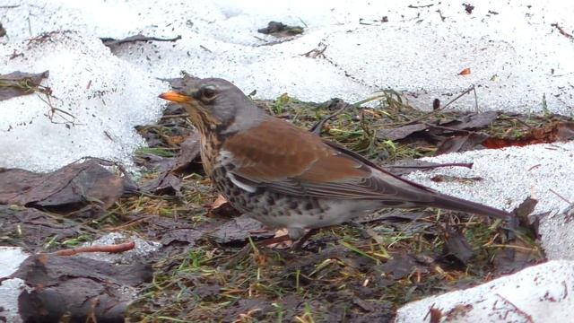 Дрозды токуют смотреть онлайн