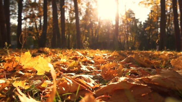 Музыка лечит сердце и сосуды🍁 Глубоко расслабляющая музыка, музыка для сна, музыка для медитации смотреть онлайн