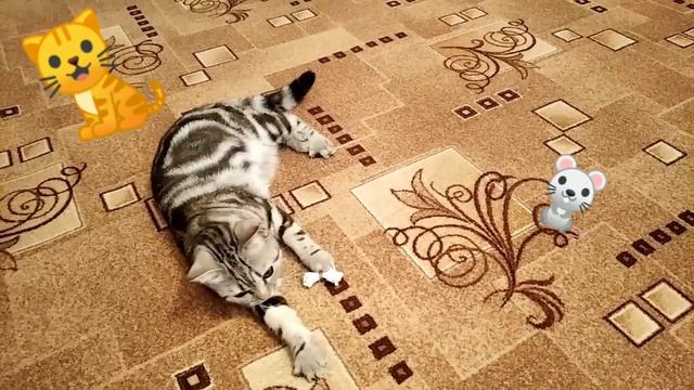 Лапочка играет с мышкой😺😺😺 смотреть онлайн