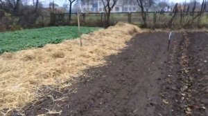 Чеснок в Слуцке(Беларусь). Мульчирование озимого чеснока соломой.