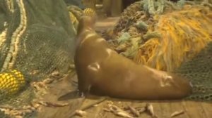 Сивуч напал на матроса 😲🤤😨😱😱😱