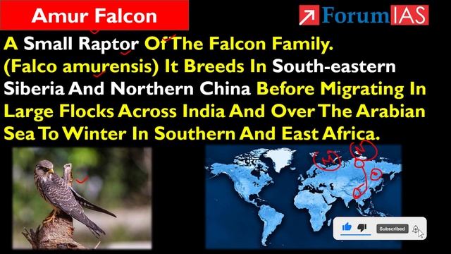 Saving Birds of Prey- Amur Falcon | Falcon Capital of the world | Forum IAS | News Simplified | смотреть онлайн