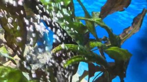 ТЕЧЕНИЕ ВОДЫ В АКВАРИУМЕ 💡ЭВРИКА