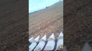 Уборка кукурузы в январе комбайном Полесье GS-12