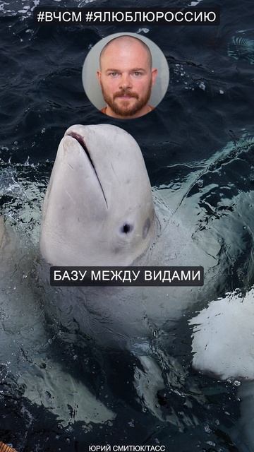 Дельфины — цивилизация? #shorts #shortsvideo смотреть онлайн