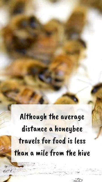 🍯Fun fact: How fast can honeybees fly? #funfacts #honeybees #beekeeping #shorts