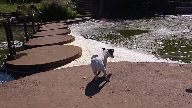Собачка Жади и водопад в парке Победы! 09.08.2017. Минск. Беларусь.