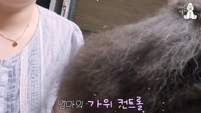 올드 잉글리쉬 쉽독...아빠의 셀프미용..미안하다 смотреть онлайн