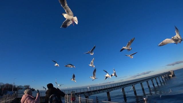 Как я кормил Балтийских чаек в Зеленоградске. смотреть онлайн