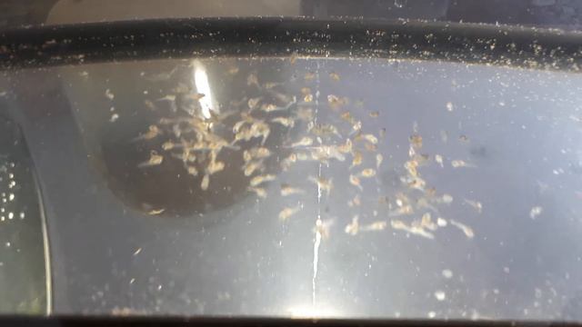 Мальки Скалярии 4 дня. смотреть онлайн