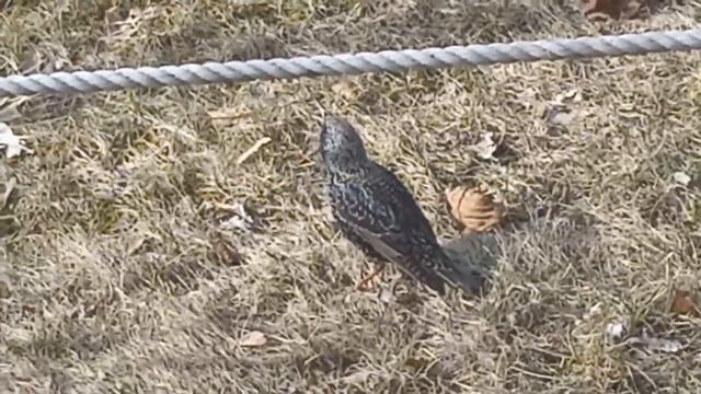 Спів Шпака смотреть онлайн