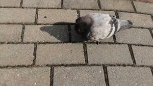 Голубь живой, но как не живой