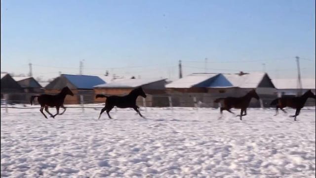 жеребята кз смотреть онлайн