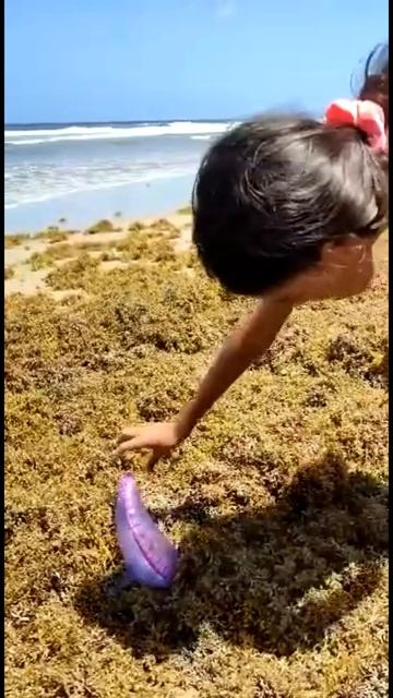Princess Warrior Picks Up Deadly Man O War Jellyfish!! #Shorts смотреть онлайн