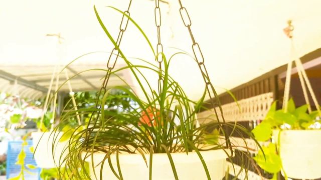35 variety hanging plants collection | Hanging Plant's | Fast Growing Hanging Plant's|Variety plant