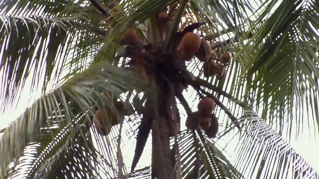 Dr Bronner's Organic Fair Trade Coconut Oil From Sri Lanka смотреть онлайн