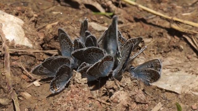 Modrásek černolemý - Plebejus argus смотреть онлайн