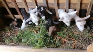 Собрали урожай. И убираем овец.