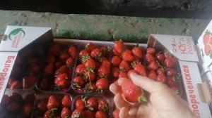 Возим  Ягоду клубнику