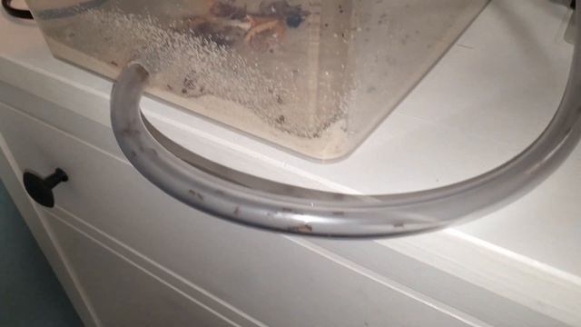 ч. 1 pheidole yeensis или просто енисы или феи. немнжко покормили.