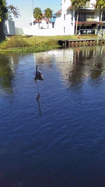 Using a key to catch fish pt. 1 смотреть онлайн