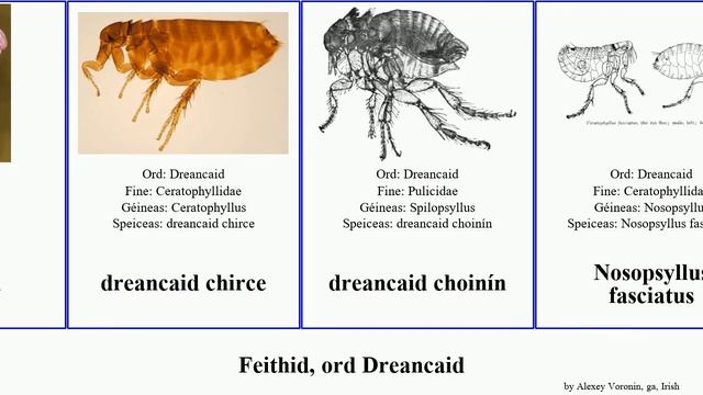 Feithid ord Dreancaid insect canis felis fasciatus penetrans Ctenocephalides choinín Tunga ga.