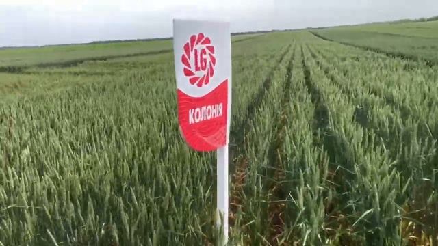 12.06.2020. Технополь. Демо-поле пшеницы и ячменя! смотреть онлайн