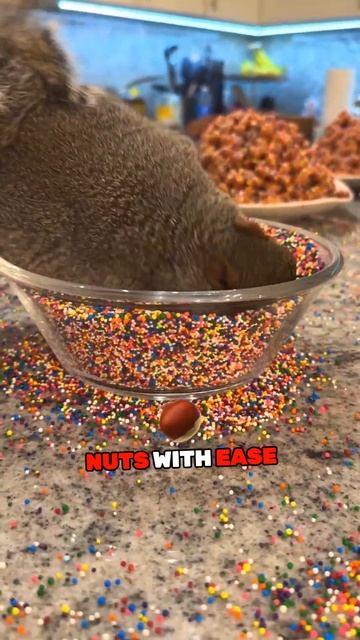 Iron Smiles: The Secret Behind Squirrels Yellow Teeth! trendingshortsviral shortvideo brainboos