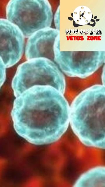 Avortements infectieux chez les brebies смотреть онлайн