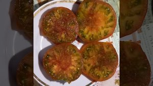 Томат МУТНАЯ МАМБА. Коллекционный сорт. Ярославская обл.